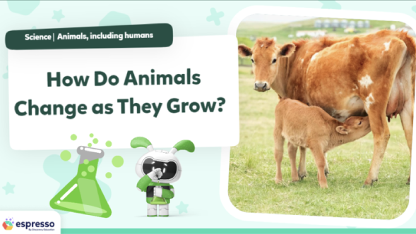 how do animals change as they grow lesson resource