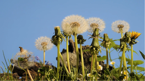 growing dandelions